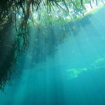 DIVING IN MAYAN CENOTES; THE LARGEST AQUIFER IN THE WORLD - Who Will Love This Tour?