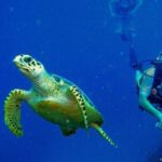 Diving Tour from Alanya & Side with Lunch - 2 Dives Included - What Makes This Dive Tour Stand Out?