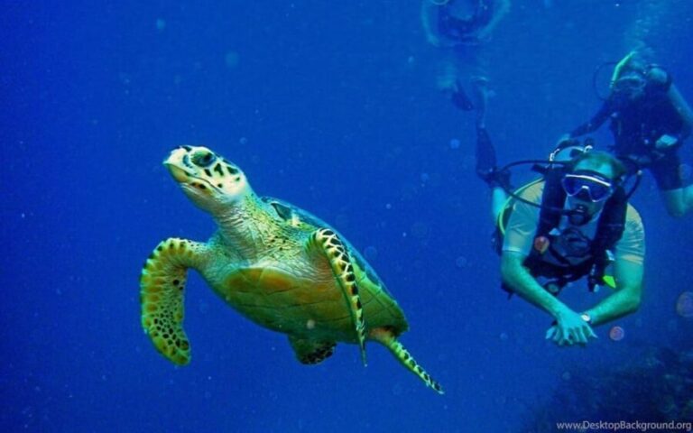 Diving Tour from Alanya & Side with Lunch - 2 Dives Included - What Makes This Dive Tour Stand Out?