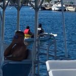 Dock Side Adventure Kayak, Paddle Boarding, Sunfish sailboats - FAQ