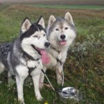 Dog Sledding and Mushing Experience by Siberian Husky in Iceland - Who This Tour Is Best Suited For