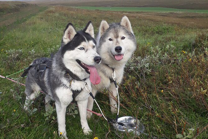 Dog Sledding and Mushing Experience by Siberian Husky in Iceland - Who This Tour Is Best Suited For