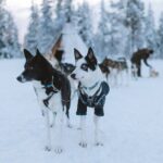 Dog sledding excursion to Kiruna - Final Thoughts: Is This Tour Worth It?