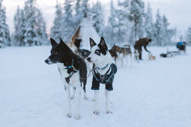 Dog sledding excursion to Kiruna - Final Thoughts: Is This Tour Worth It?