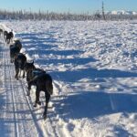 Dog Sledding with Alaskan Huskies - What Sets This Tour Apart?