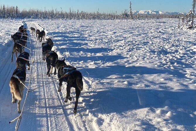 Dog Sledding with Alaskan Huskies - What Sets This Tour Apart?