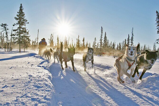 Dogsled Adventure Kiruna - Key Points