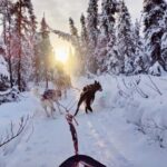 Dogsled Rides - An In-Depth Look at the Dogsled Ride Experience
