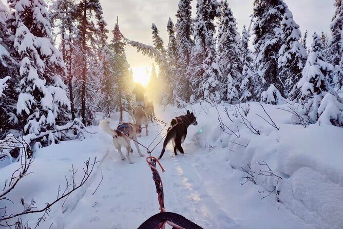Dogsled Rides - An In-Depth Look at the Dogsled Ride Experience