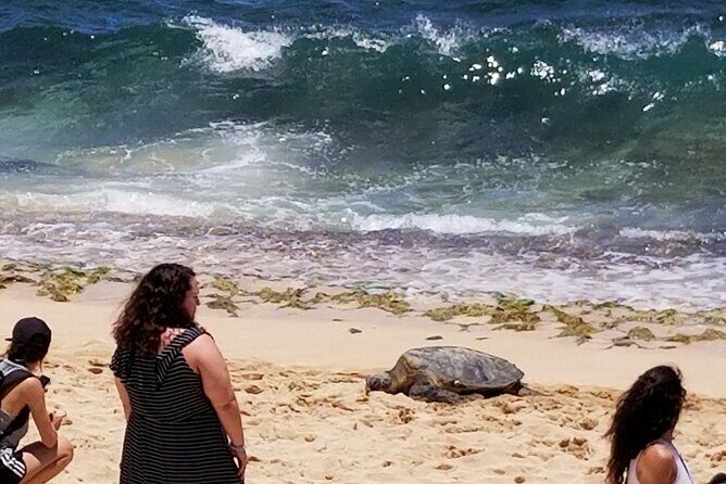 Dole,Garlic Shrimp, Northshore Customizable Group Priced Tour - Who Should Book This Tour?