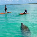 Dolphin and Manatee Adventure Tour of Fort Myers - A Deep Dive into the Fort Myers Paddleboard Experience