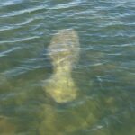 Dolphin and Manatee River Cruise Melbourne, Fl. Tour Time 1030 - The Sum Up