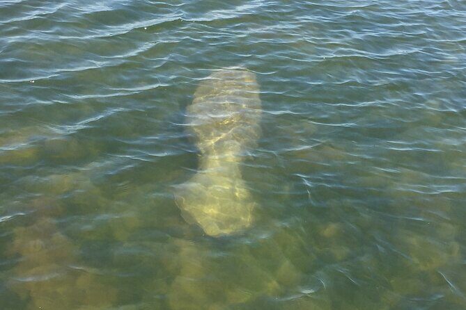 Dolphin and Manatee River Cruise Melbourne, Fl. Tour Time 1030 - The Sum Up