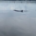 Dolphin and Manatee Tour of Marco Island by Kayak or SUP - Authentic Encounters: What Travelers Say