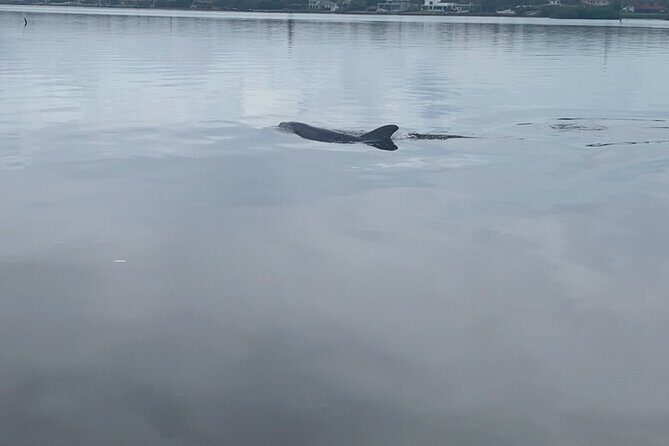 Dolphin and Manatee Tour of Marco Island by Kayak or SUP - Authentic Encounters: What Travelers Say