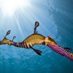 Dolphin and Seal snorkel adventure from Sorrento - The Logistics and Practicalities