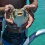 Dolphin and Snorkeling Activity in Panama City Florida - The Sum Up