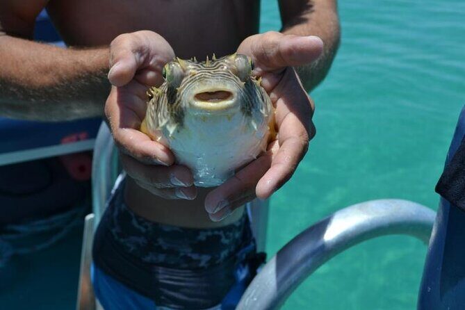 Dolphin and Snorkeling Activity in Panama City Florida - The Sum Up