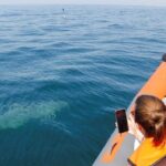 Dolphin and Whale Watching in Lagos - Final Thoughts