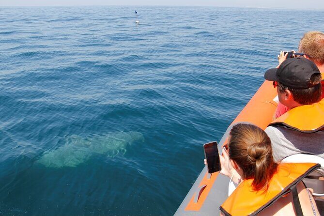 Dolphin and Whale Watching in Lagos - Final Thoughts