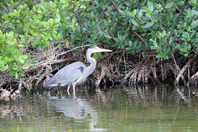 Dolphin Eco Cruise Nature Adventure in Cocoa Beach - An In-Depth Look at the Dolphin Eco Cruise Experience