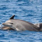 Dolphin Kayak Safari at Sunset at Golfo Aranci - What Makes This Tour Stand Out?