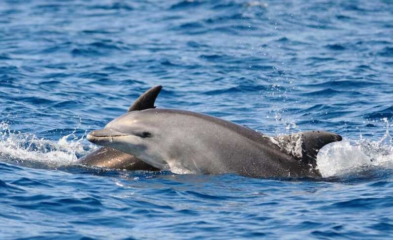Dolphin Kayak Safari at Sunset at Golfo Aranci - What Makes This Tour Stand Out?