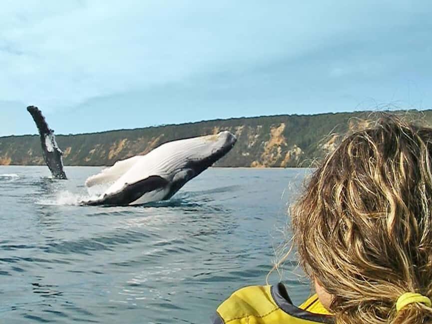 Dolphin Kayak Tour & Beach 4X4 National Park Tour (Private) - The Value of the Tour