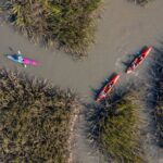 Dolphin Kayak Tour on Folly Beach - The Wildlife Encounters: Why They Matter