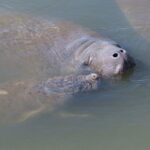 Dolphin & Manatee Kayaking Tour in Orlando Area - Why This Tour Offers Great Value
