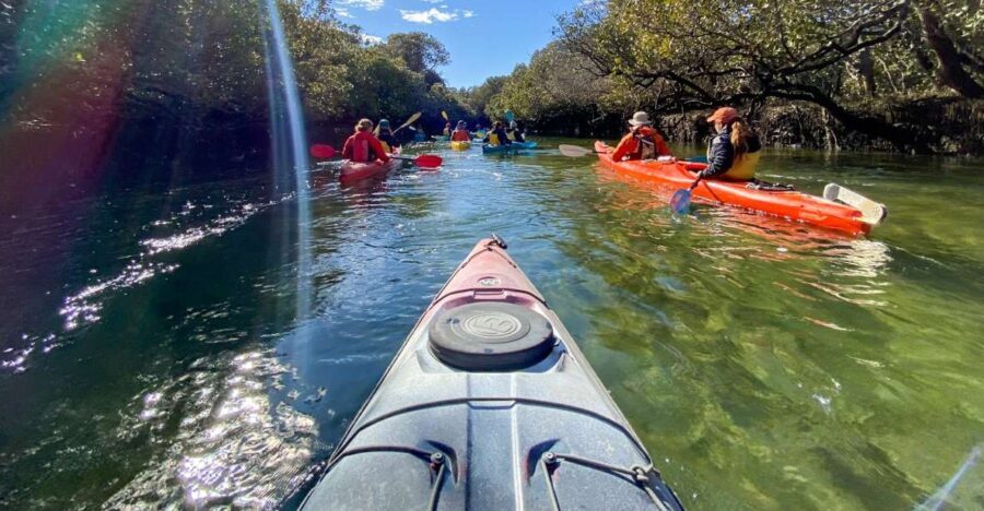 Dolphin Sanctuary and Ships Graveyard Kayak Tour - What the Tour Offers: A Closer Look