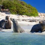Dolphin, Sea Lion and Penguin Island Cruise - Who Will Love This Tour?