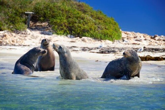 Dolphin, Sea Lion and Penguin Island Cruise - Who Will Love This Tour?