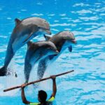 Dolphin Show Free Transfer From Alanya, Side, Kemer,Antalya - Authentic Perspectives from Travelers