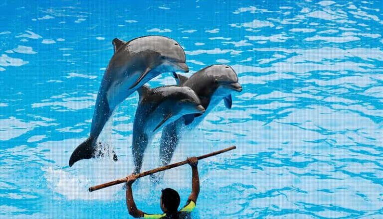 Dolphin Show Free Transfer From Alanya, Side, Kemer,Antalya - Authentic Perspectives from Travelers