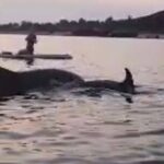 Dolphin-spotting SUP tour with Golfo Aranci aperitif - The Experience’s Strengths and Considerations