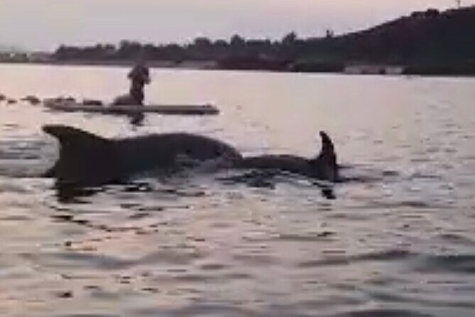 Dolphin-spotting SUP tour with Golfo Aranci aperitif - The Experience’s Strengths and Considerations