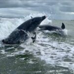 Dolphin Tours - Fort Myers Beach / Naples - FAQ