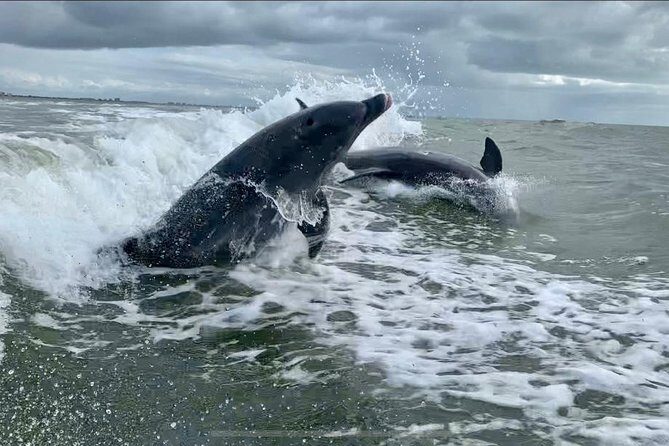 Dolphin Tours - Fort Myers Beach / Naples - FAQ