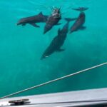 Dolphin Watch + Sunset Sail with Honest Eco - A Closer Look at the Experience