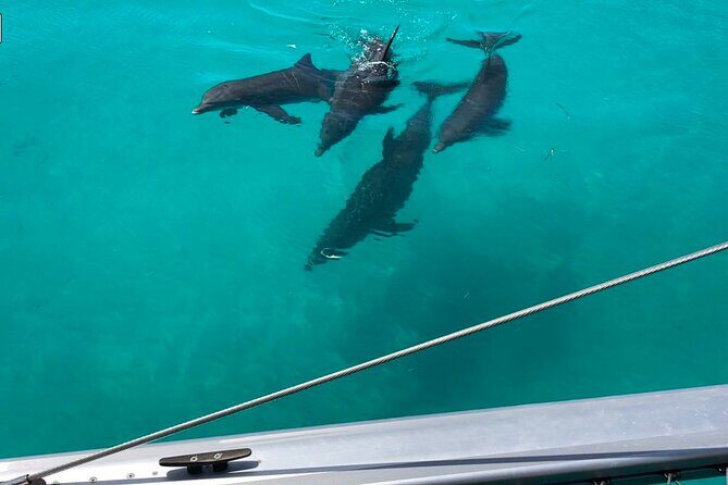 Dolphin Watch + Sunset Sail with Honest Eco - A Closer Look at the Experience