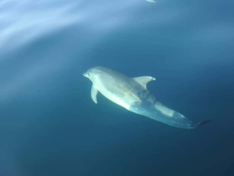 Dolphin Watch - Who Will Love This Tour?