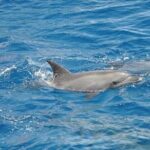 Dolphin Watching Boat Excursion to Figarolo Island from Olbia - Practical Information and Tips