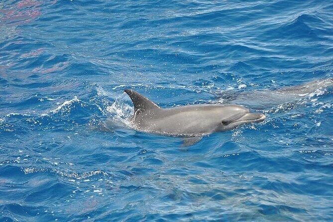 Dolphin Watching Boat Excursion to Figarolo Island from Olbia - Practical Information and Tips