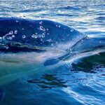 Dolphin Watching in Lisbon - Who Will Love This Tour?
