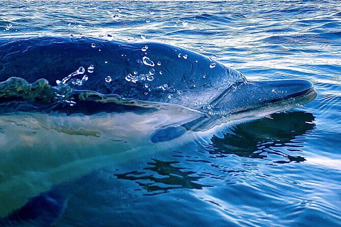Dolphin Watching in Lisbon - Who Will Love This Tour?