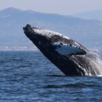 Dolphin & Whale Watching - A Closer Look at the Dolphin & Whale Watching Tour