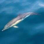 Dolphin & Whale Watching (4hrs) + Blasket Island Landing (3hrs) - Who Would Love This Tour?