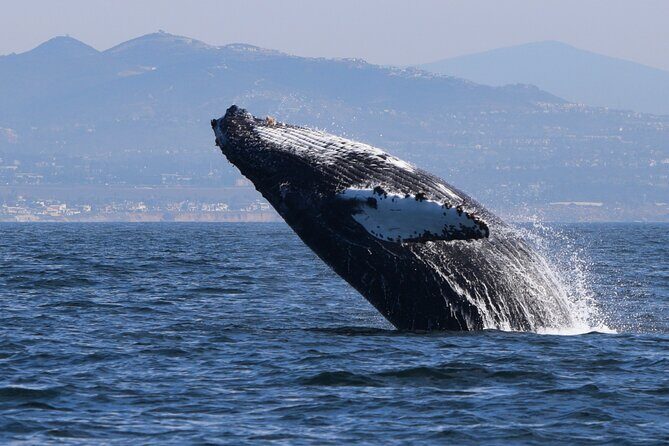 Dolphin & Whale Watching - A Closer Look at the Dolphin & Whale Watching Tour