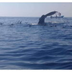 Dolphins and whales watching in Puerto Escondido. - Detailed Breakdown of the Itinerary